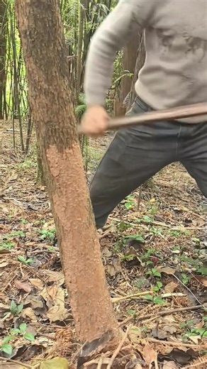 King Tips (@tips_th1138)’s videos with Crunchycat - Monkey Cat Luna