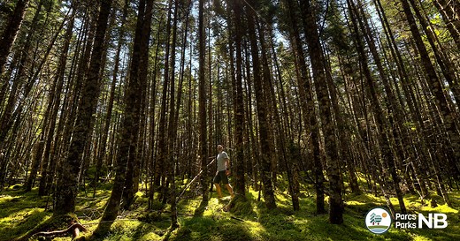 Parc provincial des rochers Hopewell