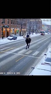 CCTV Captures Man RIDING a Moose Down the Street 😂🫎🤠🇨🇦