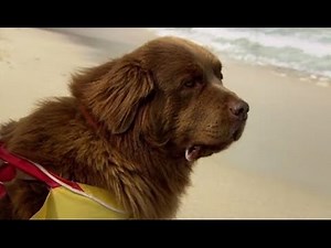 Who is the Better Lifeguard, Man or Dog?