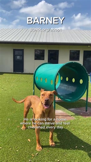 When you visit, you might just find your heart stolen by Barney 🐕💙⁠ Barney is a 3-year-old mixed breed who is full of life and always ready for adventure. He loves to stay busy, whether he’s out exploring, playing, or following a routine that keeps him happy and grounded. But once the day winds down, Barney’s favorite place to be is right by your side. After all the excitement, he loves nothing more than to curl up close and soak in the comfort of your company. ⁠ ⁠ What truly makes Barney spec