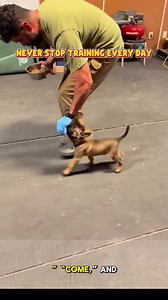 1.2M views · 12K reactions | Basic K9 Puppy Training #dog #k9 #germanshepherd #puppy #malinois #dogtraining | Norris | Facebook