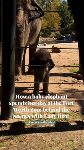 🐘 Fort Worth Zoo goers are not the only ones ecstatic over the zoo’s newest baby elephant, Lady Bird. Born in August, the 400-pound baby girl’s arrival marks a significant milestone for Fort Worth as she’s the sixth Asian elephant born in the zoo’s history. Click the link 🔗 in our bio to read more. 🖊️ Nicole Lopez 📹 Maria Crane | Fort Worth Report/CatchLight Local/Report for America | Fort Worth Report