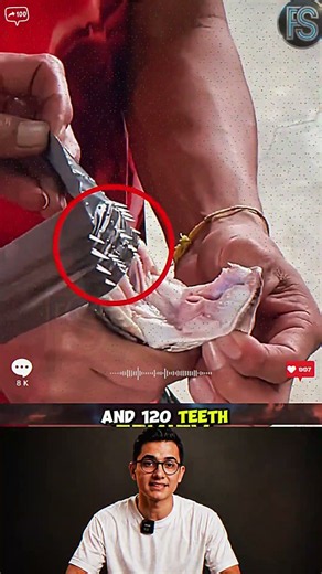 Why a Python's Bite Is More Terrifying Than You Think
