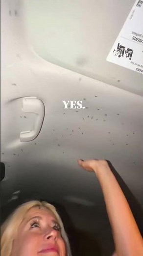 Thousands of mosquitoes. One car. One terrible decision. 🦟🤣
