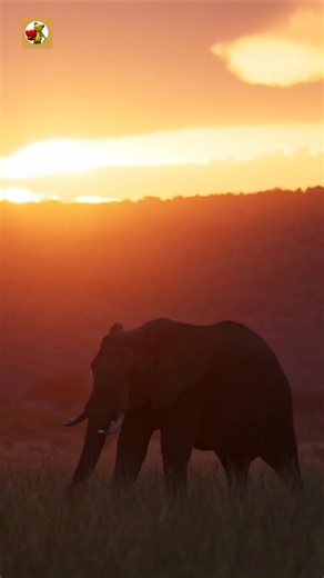 Elephant Sounds (Low Rumbles and Sunset Savanna Wind)