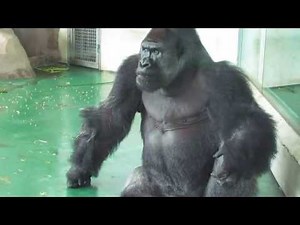 A Gorilla eating his own poop in the Shanghai zoo