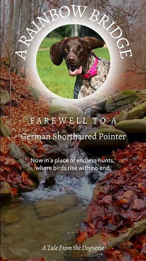 German Shorthaired Pointer Tribute 🌈 | A Rainbow Bridge Poem for GSP Lovers and Dog Families