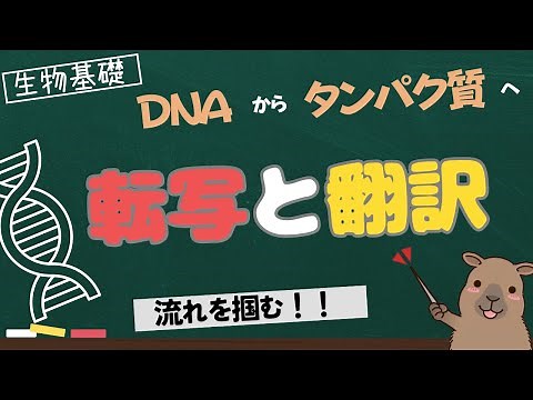 【生物基礎】DNAの転写と翻訳の流れ