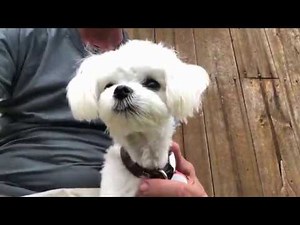 Why Raw Chicken is Good for Dogs