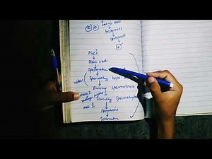 Gametogenesis , Spermatogenesis