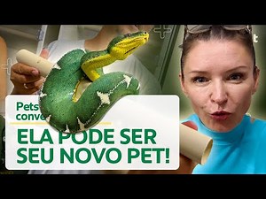 CORALLUS BATESI, A SERPENTE MAIS LINDA DO MUNDO NA SUA CASA! | CANAL MAIS PET