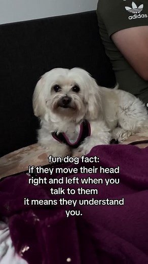 Understanding Your Maltese Dog: Fun Facts