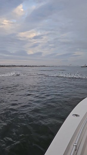 14K views · 357 reactions | One fish, Two fish, Bluefin, Bluefin. Or something like that. . I have never seen Bluefin literally everywhere I went before. In the surf, 6/7 miles out, on bunker, on sandeels, Ocean County, Monmouth County, everywhere. Never gets old watching them even when you are trying to bass fish  . #Bluefin #bluefintuna #notoffshore #bunker #menhaden | M Farrell Fishing | Facebook
