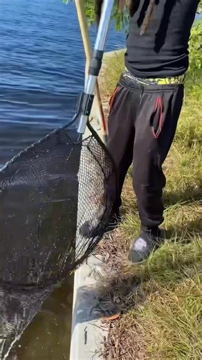 Catching Sand brim for a thanksgiving fish try . I can actually say sand brim taste good 🔥🔥🎣#hoodfishing | Hoodfishing Entertainment