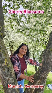 Cherry Blossoms in Munich, Germany 🇩🇪 #cherryblossom #munich #Germany #traveling #easter2025 | Nisha Butani