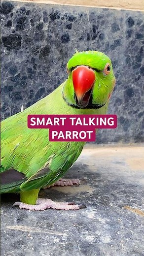 Smart Talking Parrot Funny Whistling! #TalkingParrot #FunnyParrot #Parrot #TalkingBird #cuteparrot