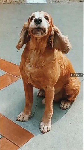 English Cocker Spaniel Barking