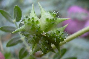 Tribulus Terrestris: como funciona, efeitos colaterais e como tomar