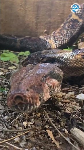 Salazar The Boa Imperator