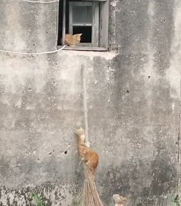 La formation commando.. | Au paradis du Chat
