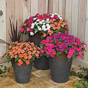 Impatiens Plants Live, Assorted Color Plant, Starter Impatiens Flower Plants, Tree Live Perennial Impatien for Planting Outdoors, 3-5"