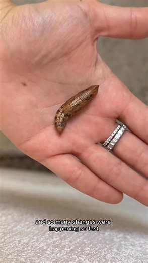 I Tried to Raise a Pet Moth Part 8 | Jessie JJ