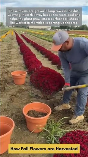 How Fall Flowers are Harvested