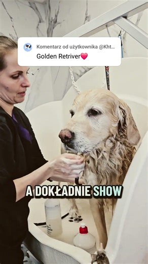 ciekawostki o rasie... golden retriever