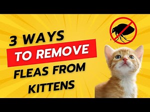 No More Fleas! 3 Simple Ways to Protect Young Kittens Safely