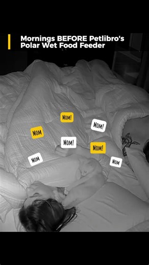 This Petlibro auto wet food feeder has been a game changer! I love that I can schedule meals or open it from the app without leaving my bed. Perfect for holding them over till you're ready to get up or for when you take short trips. Worth every penny for the extra sleep we've been getting. #ad Use code Cookie15 for 15% off when you get it from Petlibro petlibro.sjv.io/OeL5nA #catmom #cookiecat #catdad #catlover #petsupplies #petlibro #autofeeder | itscookiecat