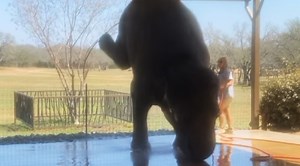 WATCH: 8,000-Pound Elephant Does Handstand Like It's No Big Deal