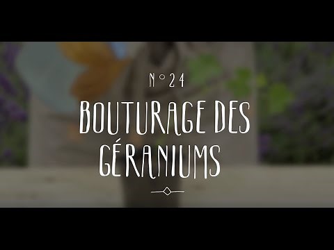 Bouturage du géranium