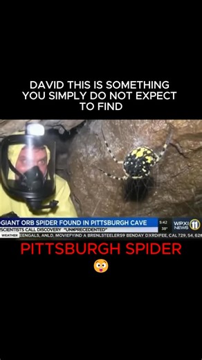 StrangeAI on Instagram: "URGENT ADVISORY: Footage from a cave in Pittsburgh shows a massive Orb Weaver allegedly discovered by researchers. ⚠️ #Pittsburgh #BreakingNews #WesternPA #Spider #WPXI #viralnews"