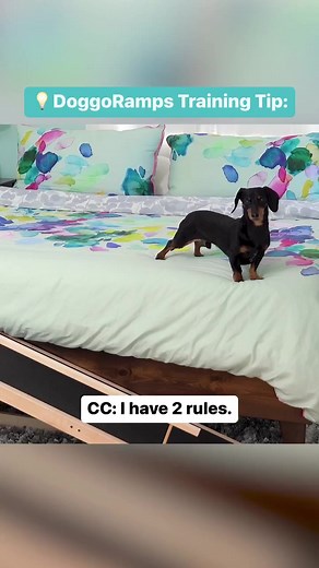 16 reactions | Fun gets it done! Dog Ramp Training should be fun and rewarding with high value treats and excitement. Make sure to check out the training resources on the DoggoRamps website for tips about keeping training fun + everything you need to know about helping your pup become a Ramp Champ!朗 #dogtraining #dogramp #doggoramps #dachshund | DoggoRamps | Facebook