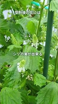 青じその花が咲きシソの実漬けを作るのが楽しみ！