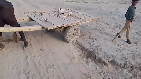 Young Boy and Cow Walking in Rural Countryside