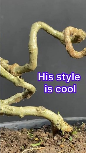 Creating Bonsai Trees With Unique Styles