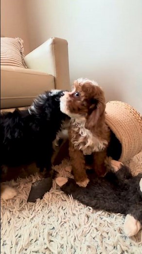 Honda the Mini Bernedoodle & Baker the Cavapoo 🐾💛