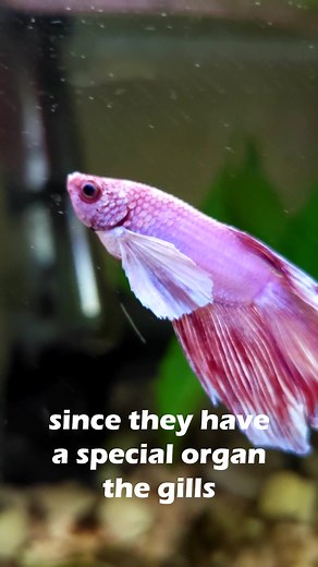 Understanding Betta Fish Behavior: Labyrinth Organ Explained