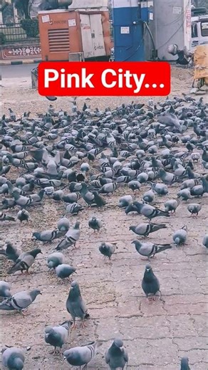 Pink city of India🌷🌷 #trending #shorts #shortsfeed