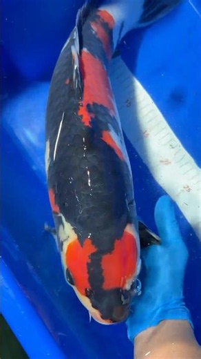 Maruten Showa koi fish