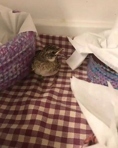 Baby bird maze :) | Carolina Waterfowl Rescue