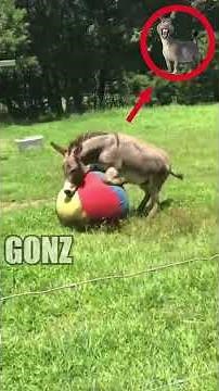 Donkey Dubs Donkeys: Viral Videos with Voice Acting #shrek #dreamworks #voiceacting #funny #viral