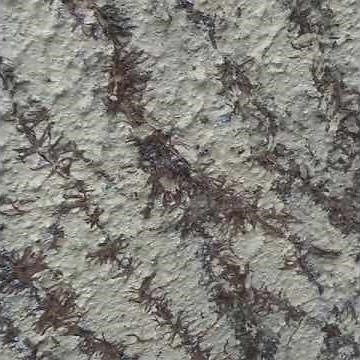 Removing dead ivy from house/walls Power washing Services