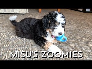 9 Week Old Bernedoodle Puppy Zoomies Versus 9 Month Old Bernedoodle Zoomies