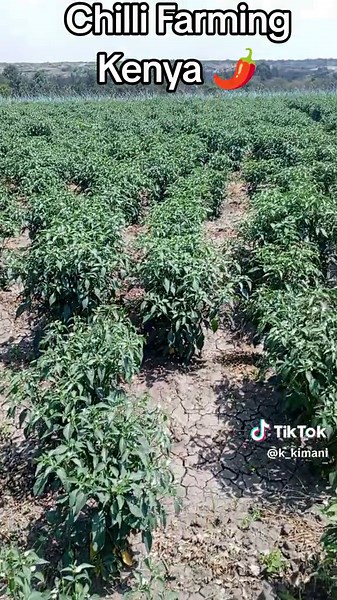 Chilli Farming in Kenya: African Bird Eye Project 🌶️