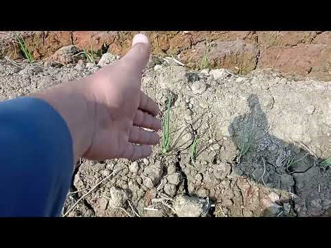 Best Value Crop | Facing severe disease severity | ONION 🧅 Pyaz Ka Jalebi Wala marz | Control