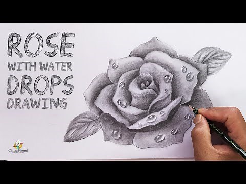 Rose with Water Drops | Flowers Drawing | How To Draw Rose Pencil Shading Realistic