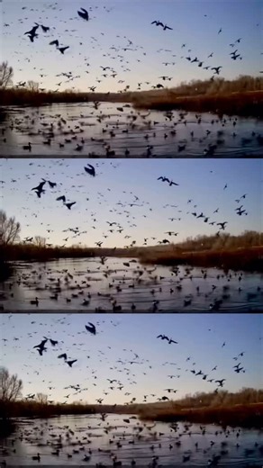 CACHE RIVER FARMS on Instagram: "Pressure management is a critical component for consistency. This farm contained no rice, corn, millet or milo. It consisted of native moist-soil plants and invertebrates. The key here was pressure management. You can plant every acre of a farm in hot crops and pump water across every square inch of dirt, but if birds are consistently being harassed they’ll simply leave in search of security. #cacheriverfarms #ducks #pressure #management #moistsoil"